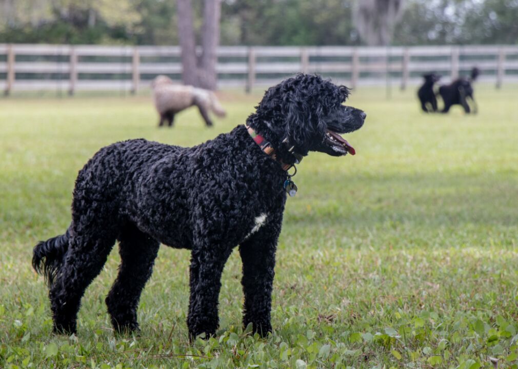 #36. Portuguese water dog (tie)